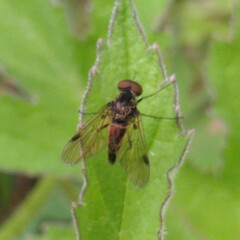Chrysopilus cristatus