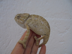Chamaeleo chamaeleon chamaeleon