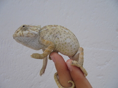 Chamaeleo chamaeleon chamaeleon