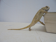 Chamaeleo chamaeleon chamaeleon