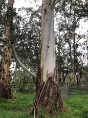 Eucalyptus camphora