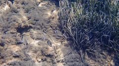 Diplodus vulgaris