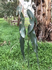 Eucalyptus camphora