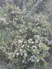 Agathosma foetidissima