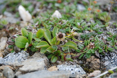 Oxygraphis glacialis