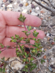 Drosanthemum parvifolium