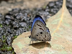 Acytolepis puspa