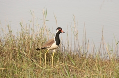 Vanellus indicus