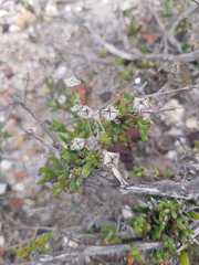 Drosanthemum parvifolium