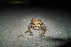 Bufo praetextatus