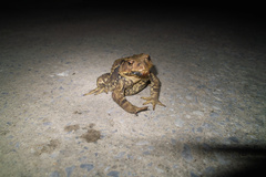 Bufo praetextatus