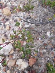 Drosanthemum parvifolium