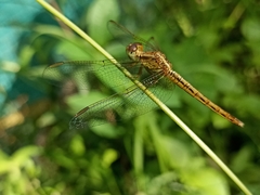 Neurothemis intermedia