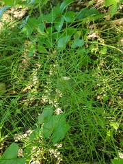 Equisetum arvense