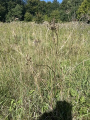 Sonchus palustris