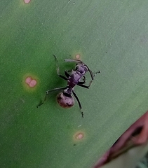 Polyrhachis