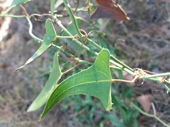 Smilax aspera