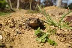 Bufo praetextatus