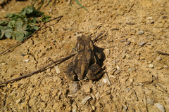 Bufo praetextatus