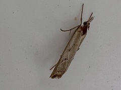 Agriphila geniculea