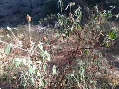 Cistus salviifolius