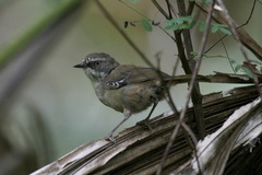 Sericornis frontalis