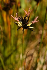 Juncus jacquinii
