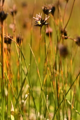 Juncus jacquinii
