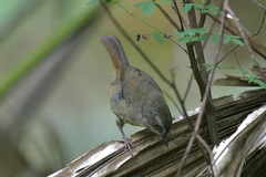 Sericornis frontalis