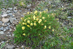 Potentilla biflora