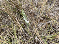 Spiranthes spiralis