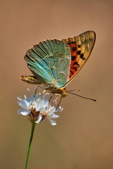 Argynnis pandora