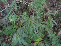 Coccoloba microstachya