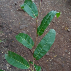 Coccoloba microstachya