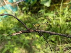 Diplacodes trivialis