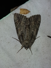 Catocala coccinata