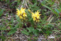 Pedicularis oederi