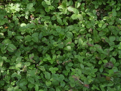 Fragaria virginiana