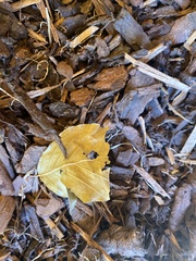 Armadillidium vulgare
