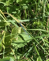 Enallagma cyathigerum