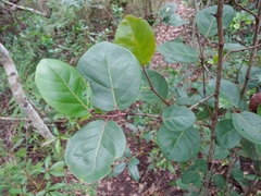 Coccoloba × hybrida