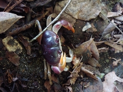 Gecarcinus lateralis