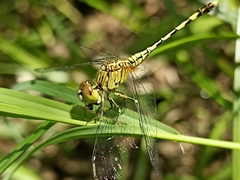 Diplacodes trivialis
