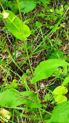 Bupleurum aureum
