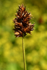 Carex foetida