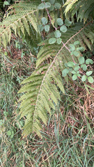 Polystichum setiferum
