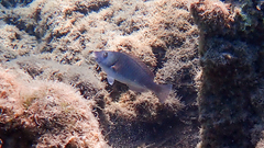 Sparisoma cretense