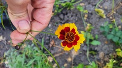 Coreopsis
