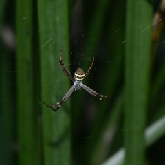Argiope keyserlingi