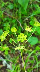 Bupleurum aureum